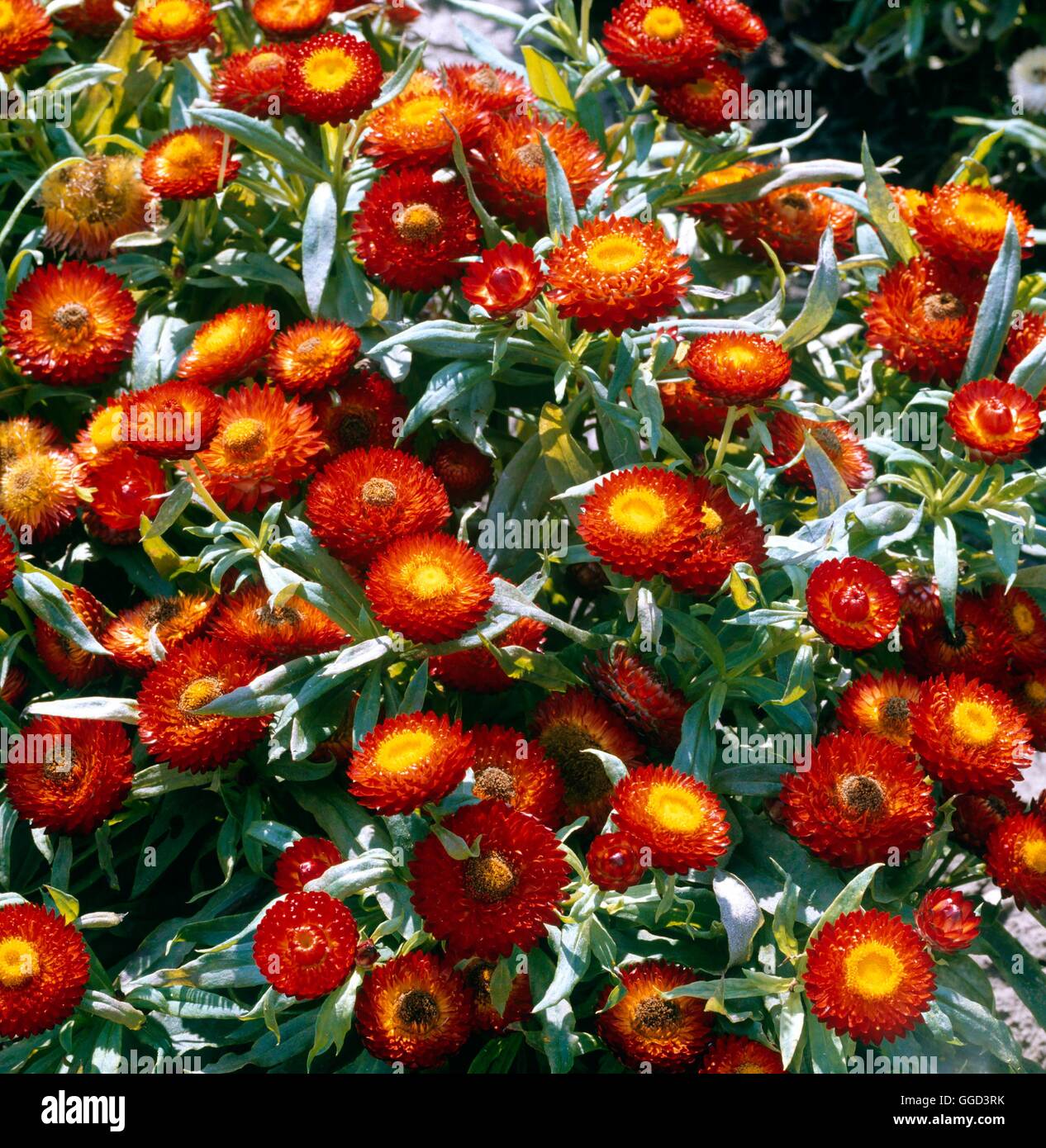 Helichrysum - `Chico Red'   ANN071255 Stock Photo